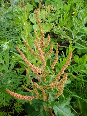 Rumex obtusifolius