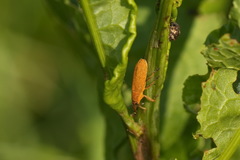 Rhinoncus leucostigma