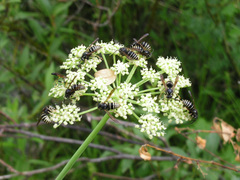 Dolichovespula arctica