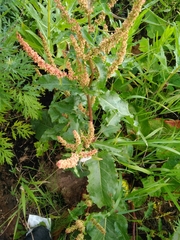 Rumex obtusifolius