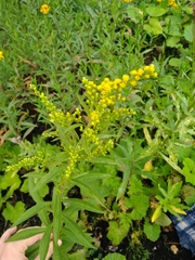Solidago gigantea