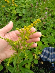 Solidago gigantea