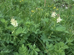 Astragalus frigidus