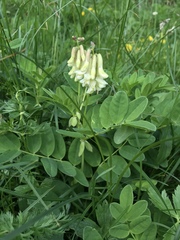 Astragalus frigidus