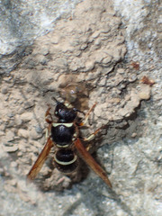 Ancistrocerus waldenii