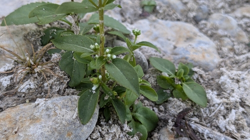 Image of Mitreola petiolata by (c) Joseph Aubert, some rights reserved (CC BY)