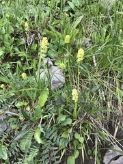 Tofieldia calyculata