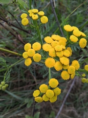 Tanacetum vulgare