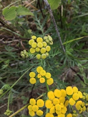 Tanacetum vulgare