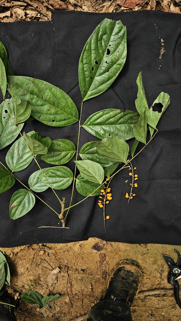 Picramnia magnifolia