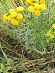 Tanacetum vulgare