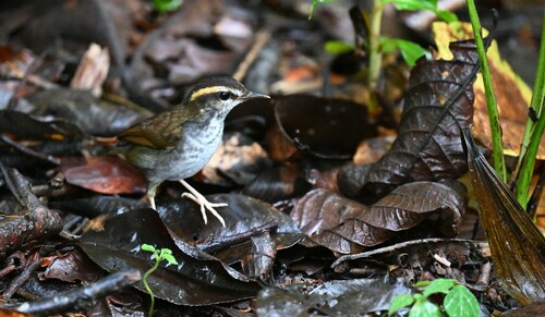 Bornean Stubtail (Urosphena whiteheadi), photo 5