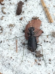 Cicindela abdominalis