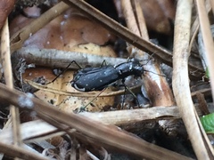 Cicindela abdominalis