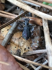 Cicindela abdominalis