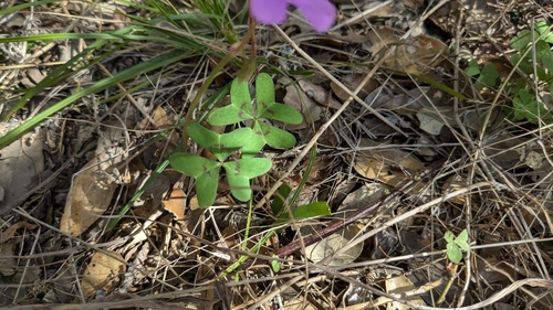 Image of Oxalis drummondii by (c) Joseph Aubert, some rights reserved (CC BY)