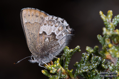 Callophrys fotis