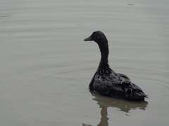 Anas platyrhynchos domesticus