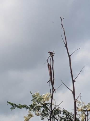 Black-fronted Flowerpecker (Dicaeum igniferum), photo 5