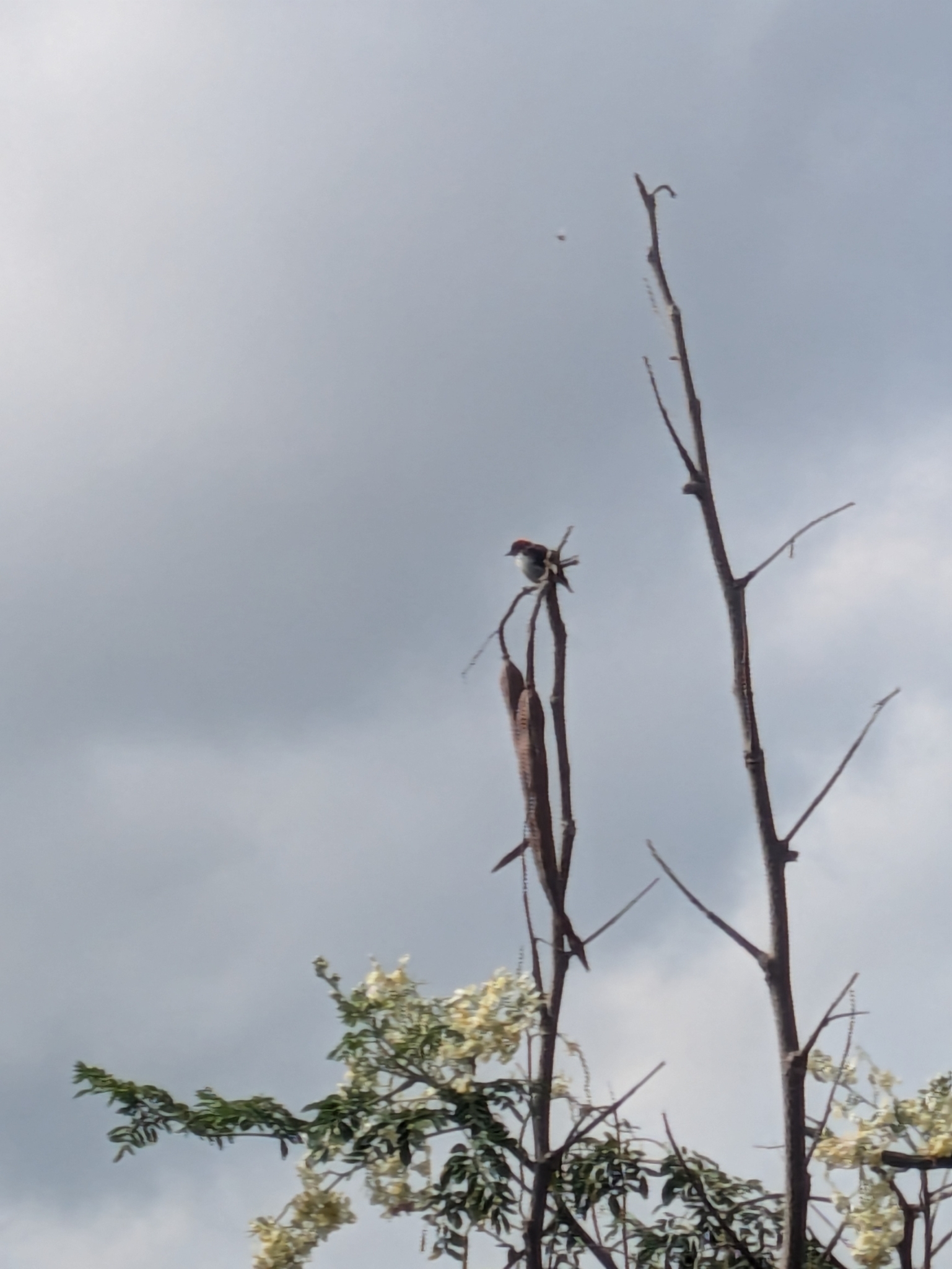 Black-fronted Flowerpecker (Dicaeum igniferum), photo 6