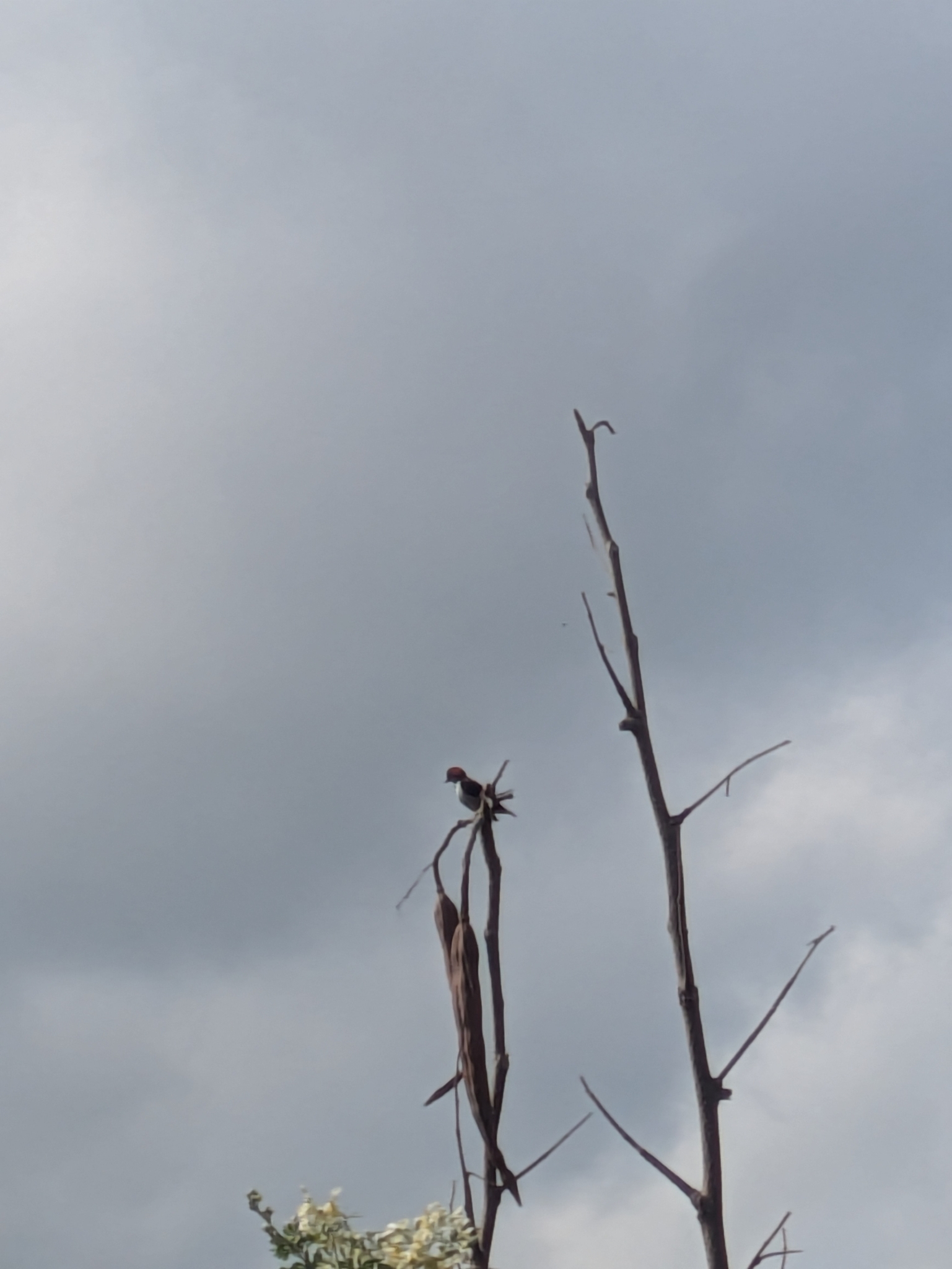 Black-fronted Flowerpecker (Dicaeum igniferum), photo 7
