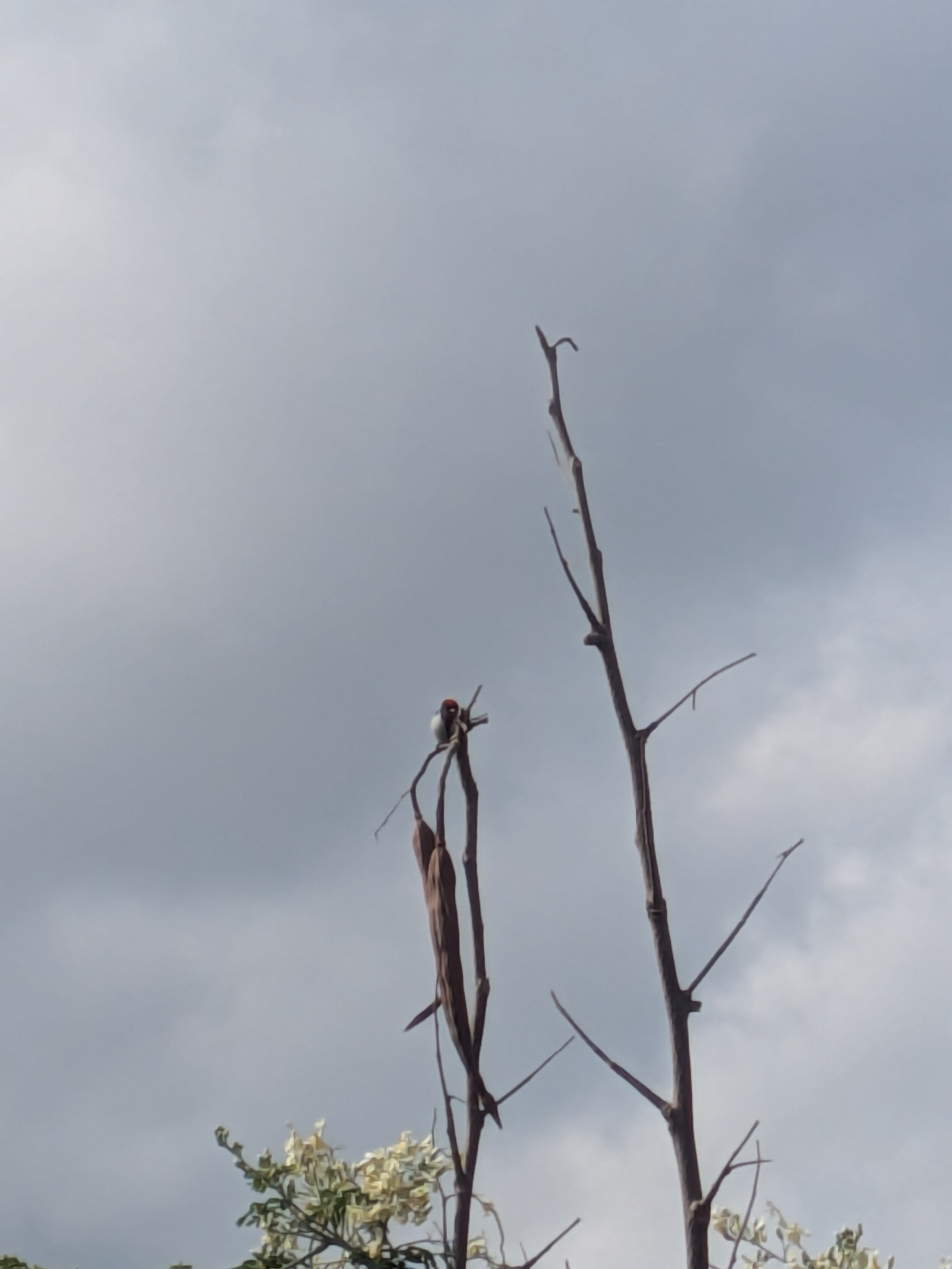 Black-fronted Flowerpecker (Dicaeum igniferum), photo 9