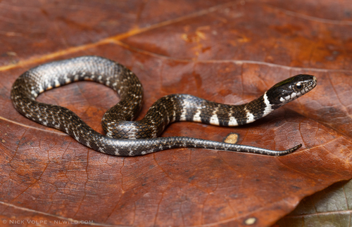 Photo of a Erythrolamprus taeniogaster (Erythrolamprus taeniogaster)