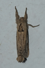 Phragmacossia dudgeoni