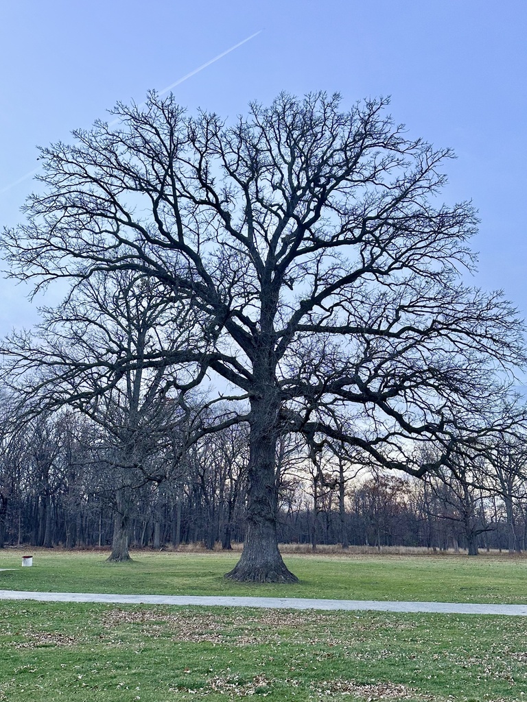 The Bur Oak of Harms Woods