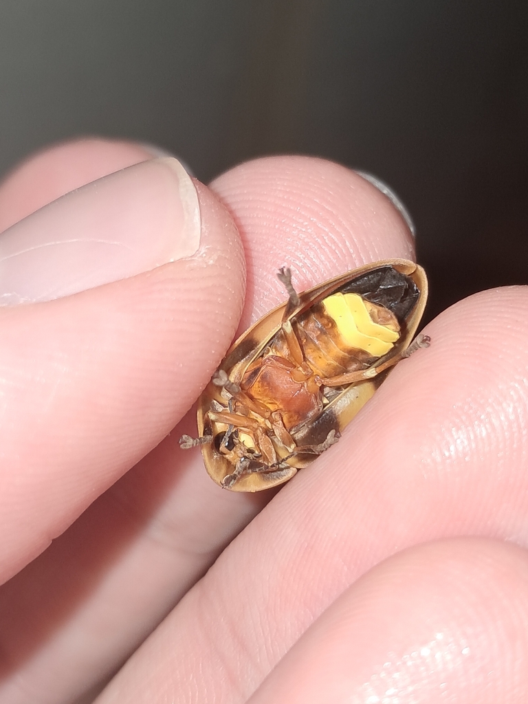 Aspisoma lineatum