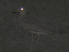 Burhinus senegalensis