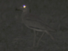 Burhinus senegalensis