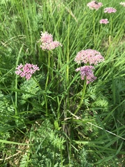 Mutellina purpurea