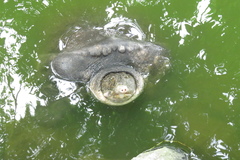 Amyda cartilaginea