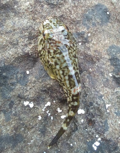 Marbled clingfish (Gobiesox marmoratus) — Gobiesocidae — 3