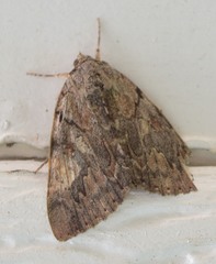 Catocala agrippina