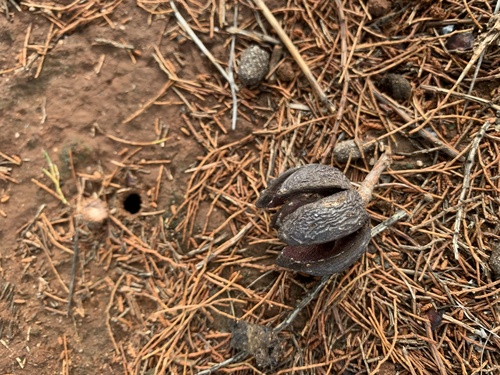 Slender Cypress-pine