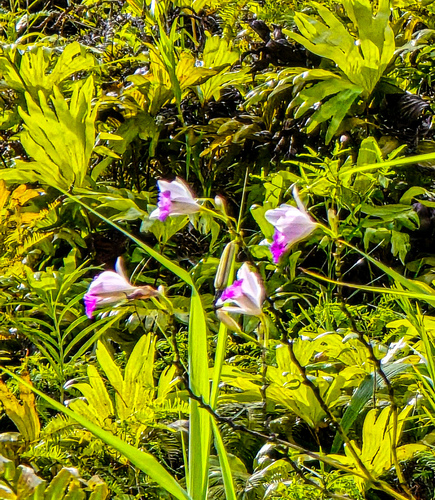Arundina graminifolia iNat (1)