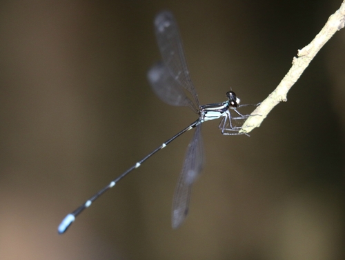 palaemnema melanota Genus Palaemnema · iNaturalist