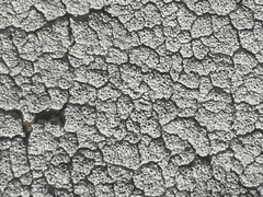 Ostropomycetidae