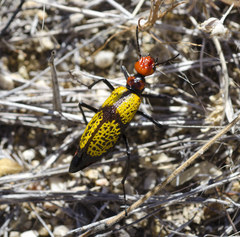 Tegrodera aloga