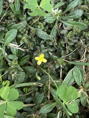 Chickenweed (Portulaca quadrifida)
