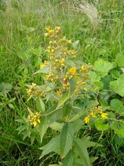 Lysimachia vulgaris