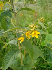Lysimachia vulgaris