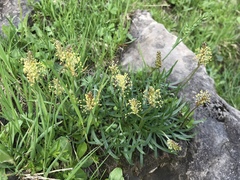 Plantago alpina
