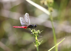 Planiplax phoenicura