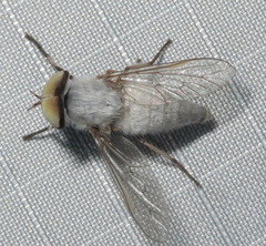 Leucotabanus annulatus