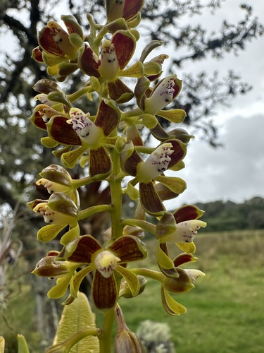 Epidendrum sarcodes Lindl. 3