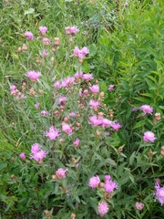 Centaurea jacea
