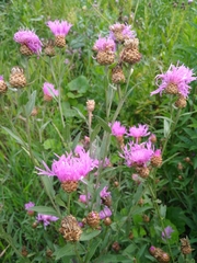 Centaurea jacea